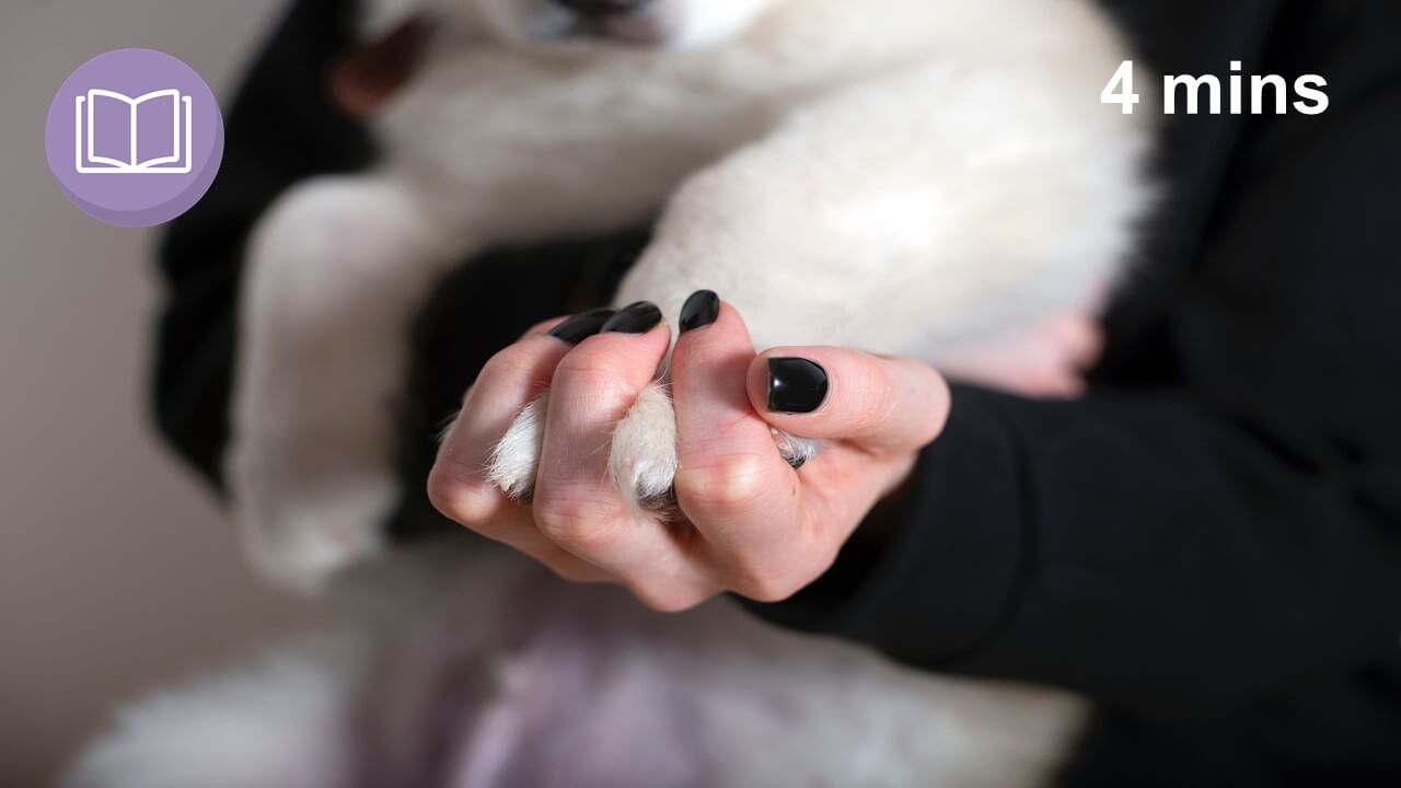 teen holding dog's paw